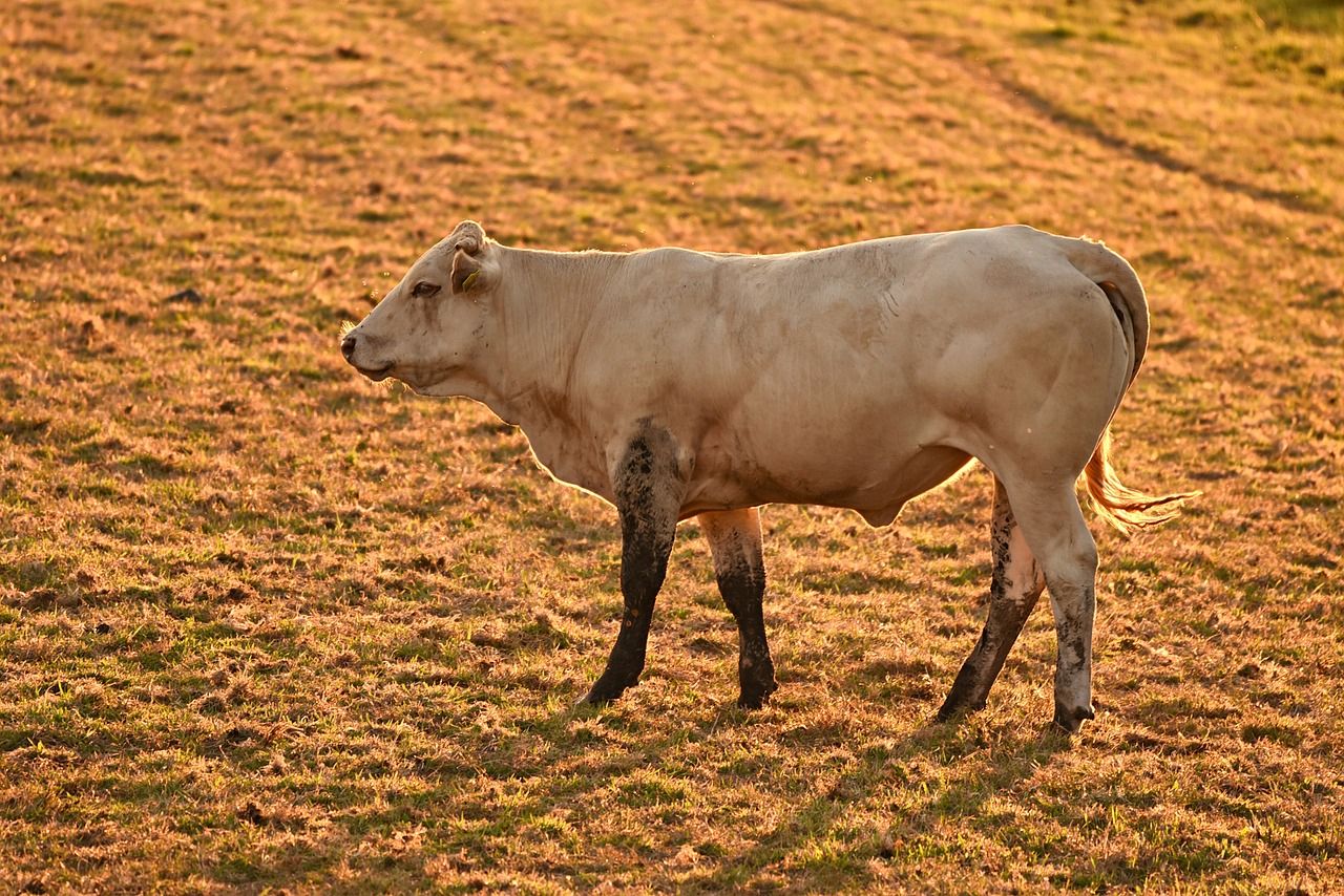 A Közös Agrárpolitika Irányító Hatósága közzé tette az „Állatjóléti támogatás a húshasznú szarvasmarha ágazatban” című (KAP-RD31-1-24 kódszámú) pályázati felhívást