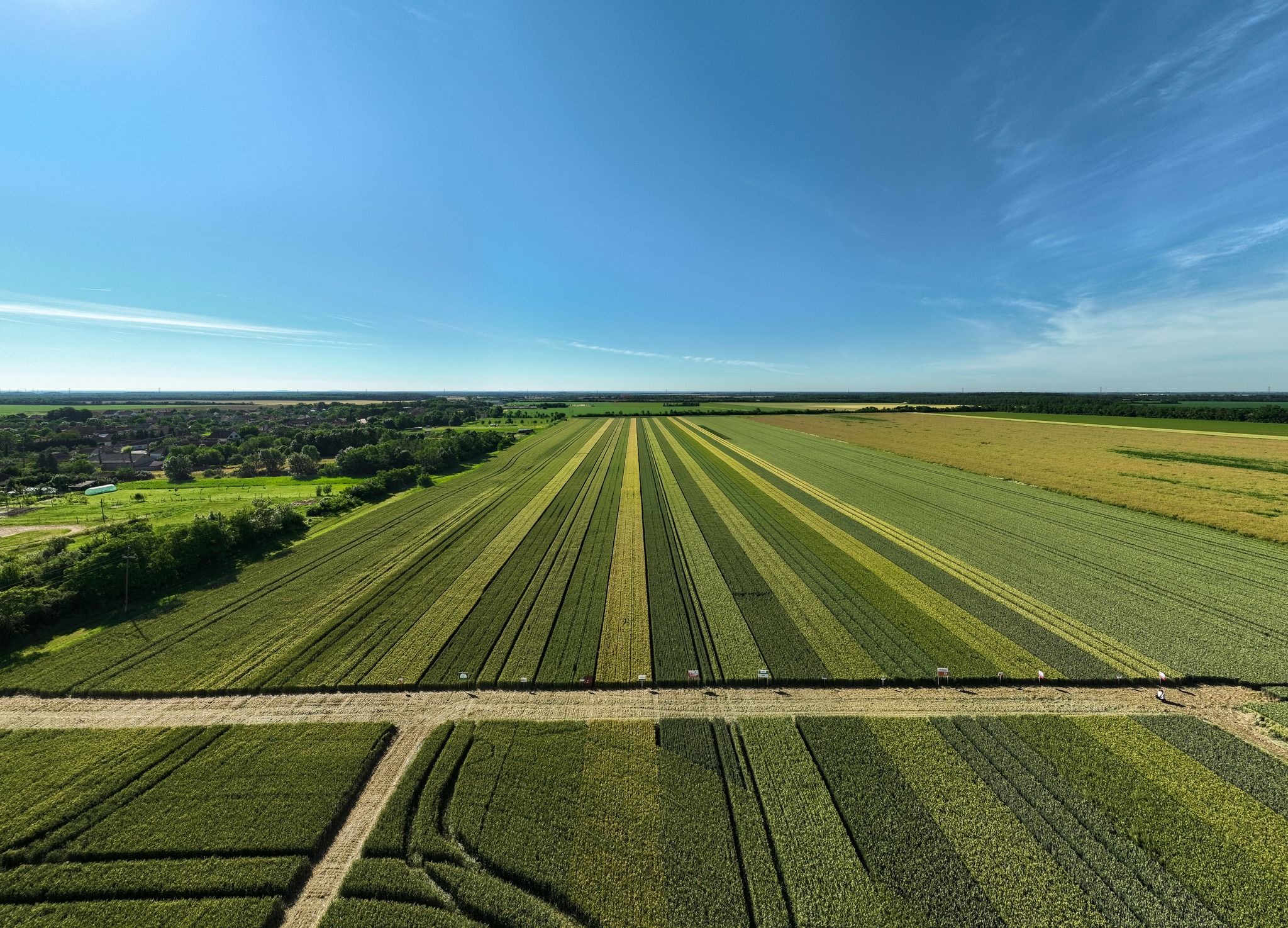 Magyarországon 4,3 millió hektáron folyik szántóföldi növénytermesztés, ahol a hozamelvárások mellett a gazdálkodóknak a magasabb beltartalmi értékek és minőség szempontjait érdemes beemelniük a kalászosok esetében a fajtaválasztásnál - Fotó: FB