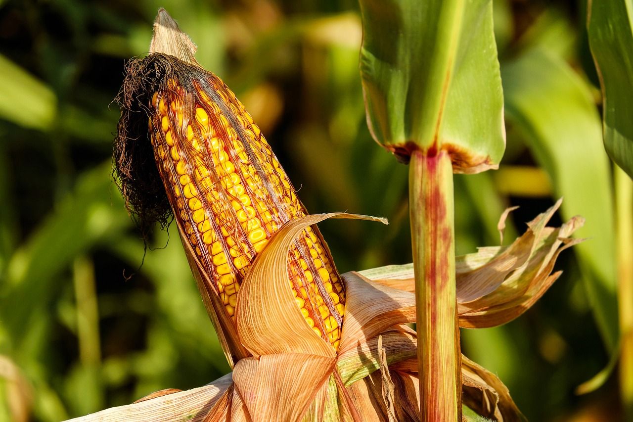 Az Európai Bizottság két, géntechnológiával módosított kukoricafajta élelmiszerként és takarmányként való felhasználását engedélyezte