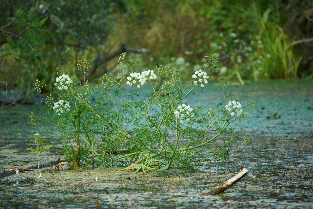 Az idei évben is felfedezték a ritka és mérgező gyilkos csomorikát (Cicuta virosa) a Körös-Maros Nemzeti Park Igazgatóságának munkatársai - Fotó: Strausz Endre, Kiskunsági Nemzeti Park Igazgatóság