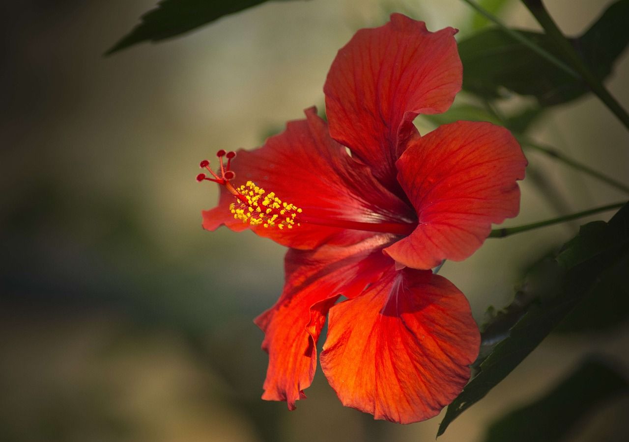 hibiszkusz