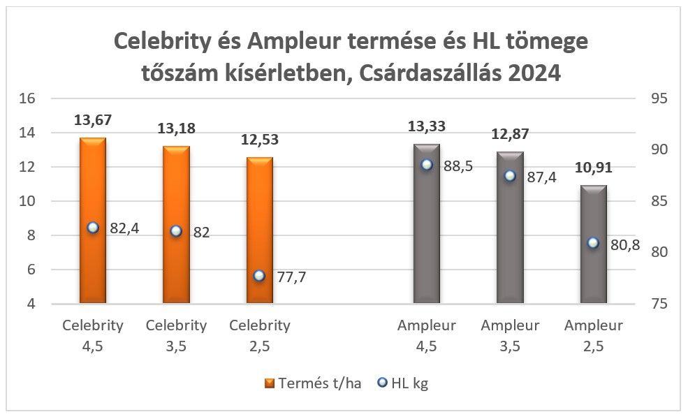 Celebrity és Ampleur termése és HL tömege tőszám kísérletben, Csárdaszállás 2024