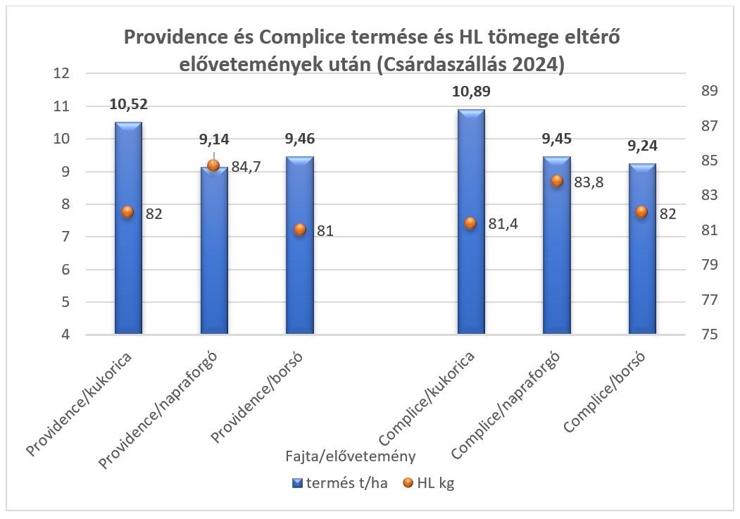 Providence és Complice termése és HL tömege eltérő elővetemények után (Csárdaszállás 2024)