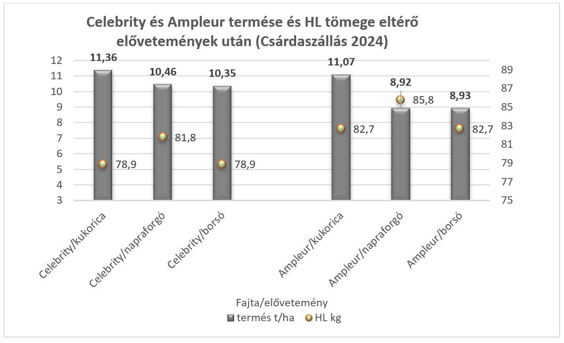 Celebrity és Ampleur termése és HL tömege eltérő elővetemények után (Csárdaszállás 2024)