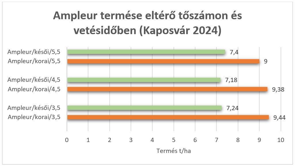 Ampleur termése eltérő tőszámon és vetésidőben (Kaposvár 2024)