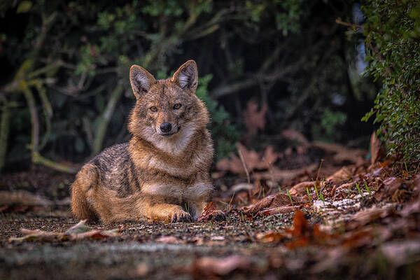 Az aranysakál nem csak Magyarországon terjed, ez egy Európa-szerte ismert és nagy figyelmet kapott jelenség.