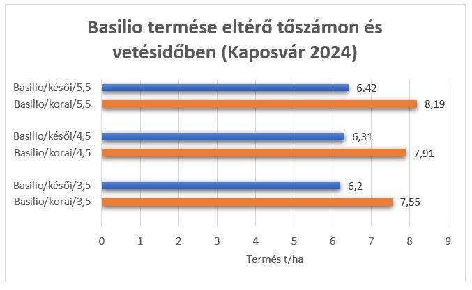 Basilio termése eltérő tőszámon és vetésidőben (Kaposvár 2024)