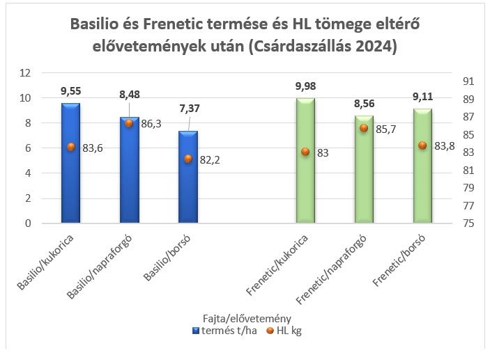 Basilio és Frenetic termése és HL tömege eltérő elővetemények után (Csárdaszállás 2024)