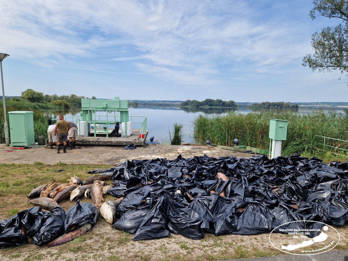 Elpusztult halak a Kis-Balaton „Kazetta” tározóján - Fotó: Balatoni Halgazdálkodási Nonprofit Zrt.