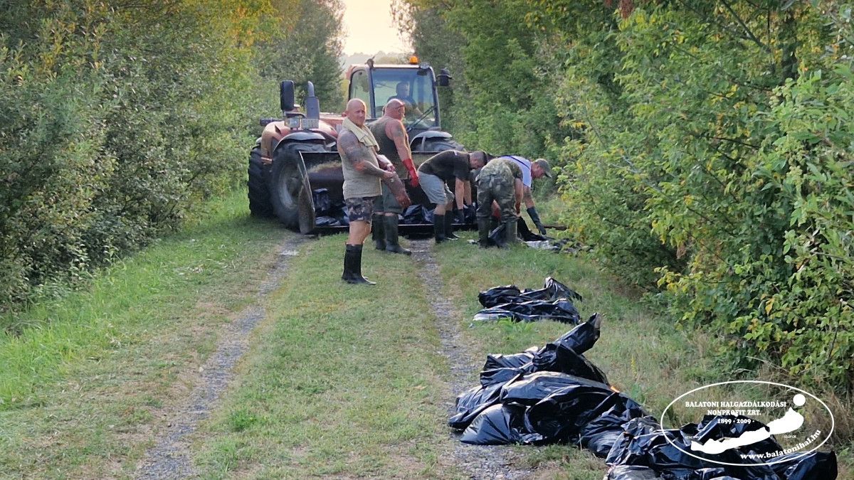 Jelentős halpusztulás történt a Kis-Balaton „Kazetta” elnevezésű tározóján, a kármentesítés megtörtént - Fotó: Balatoni Halgazdálkodási Nonprofit Zrt.