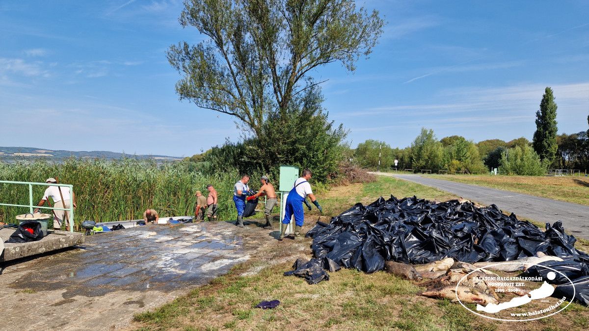 Nagy halveszteség - Fotó: Balatoni Halgazdálkodási Nonprofit Zrt.