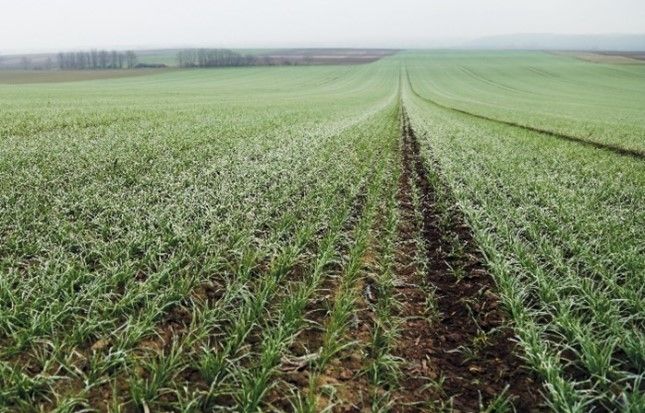 2. ábra: Reliance-szel kezelt terület őszi búzában dózis: 0,6 l/ha 14 nappal kezelés után Tolna megye Felsőnyék őszi búza