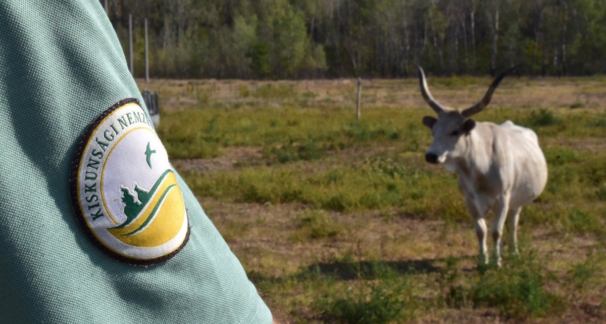 A Kiskunsági Nemzeti Park Igazgatóság kollégái a Magyar Szürke Szarvasmarhát Tenyésztők Egyesülete tagjaival elvégezték a fiatal szürke szarvasmarha bikák válogatását