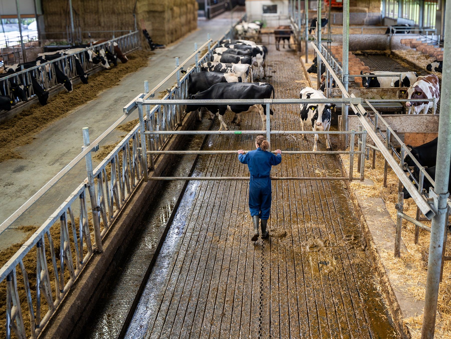 A szarvasmarha ágazat fejlesztéseit is bemutatják Hannoverben - Fotó: EuroTier