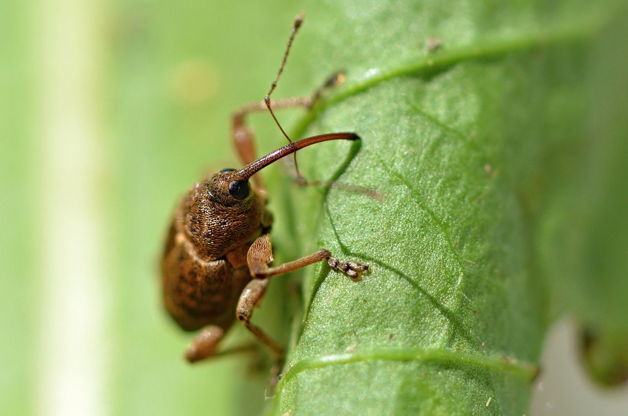 mogyoróormányos_hazelnut weevil_Curculio nucum