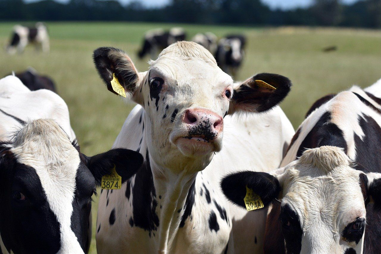 A tejtermelő gazdaságok munkáját segítő rendszert fejleszt a Milkmen Kft. és az SZTE