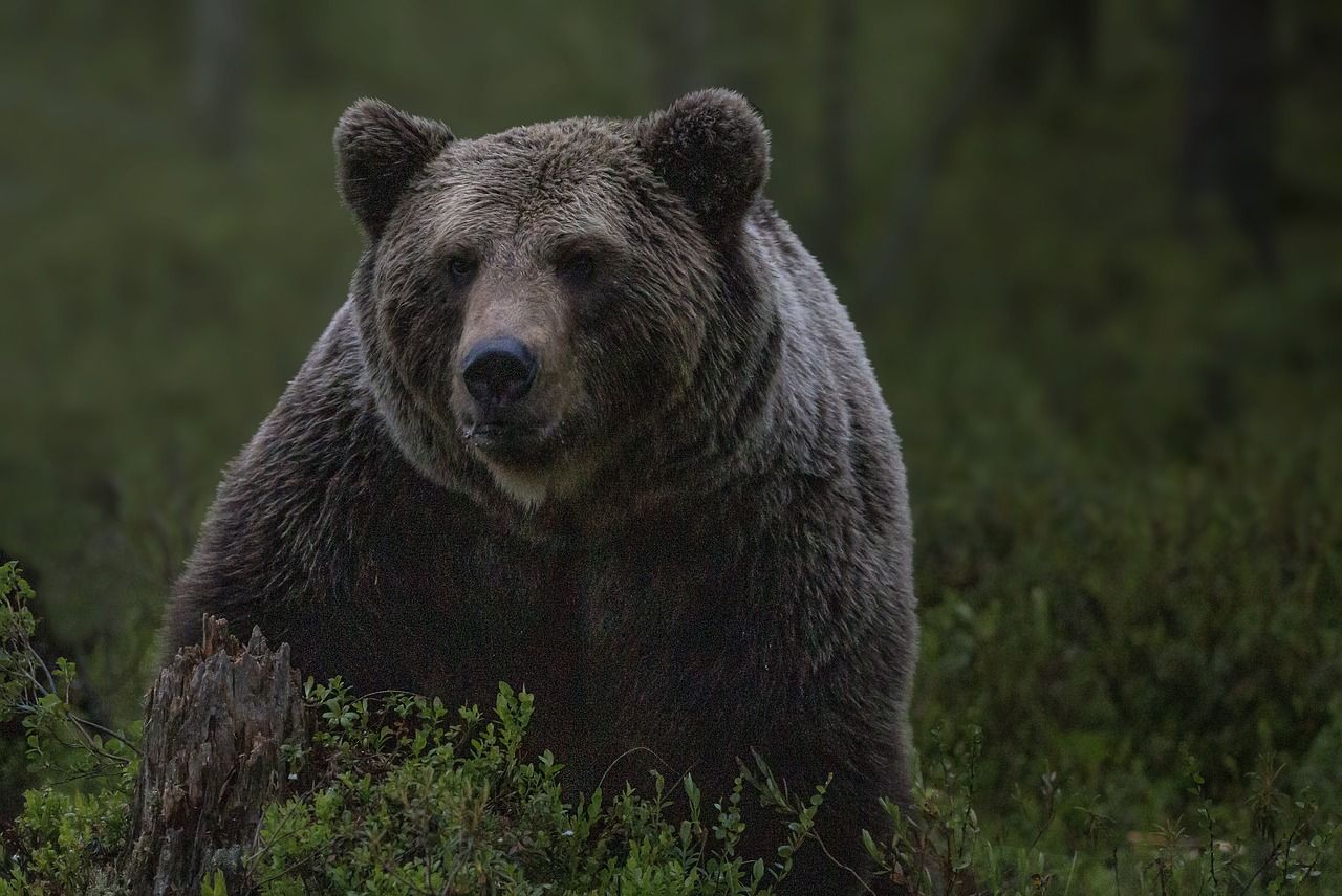 A Komárom-Esztergom vármegyei Bajót község önkormányzata hívta fel a figyelmet arra, hogy medve jelenlétét észlelték a környéken - képünk illusztráció