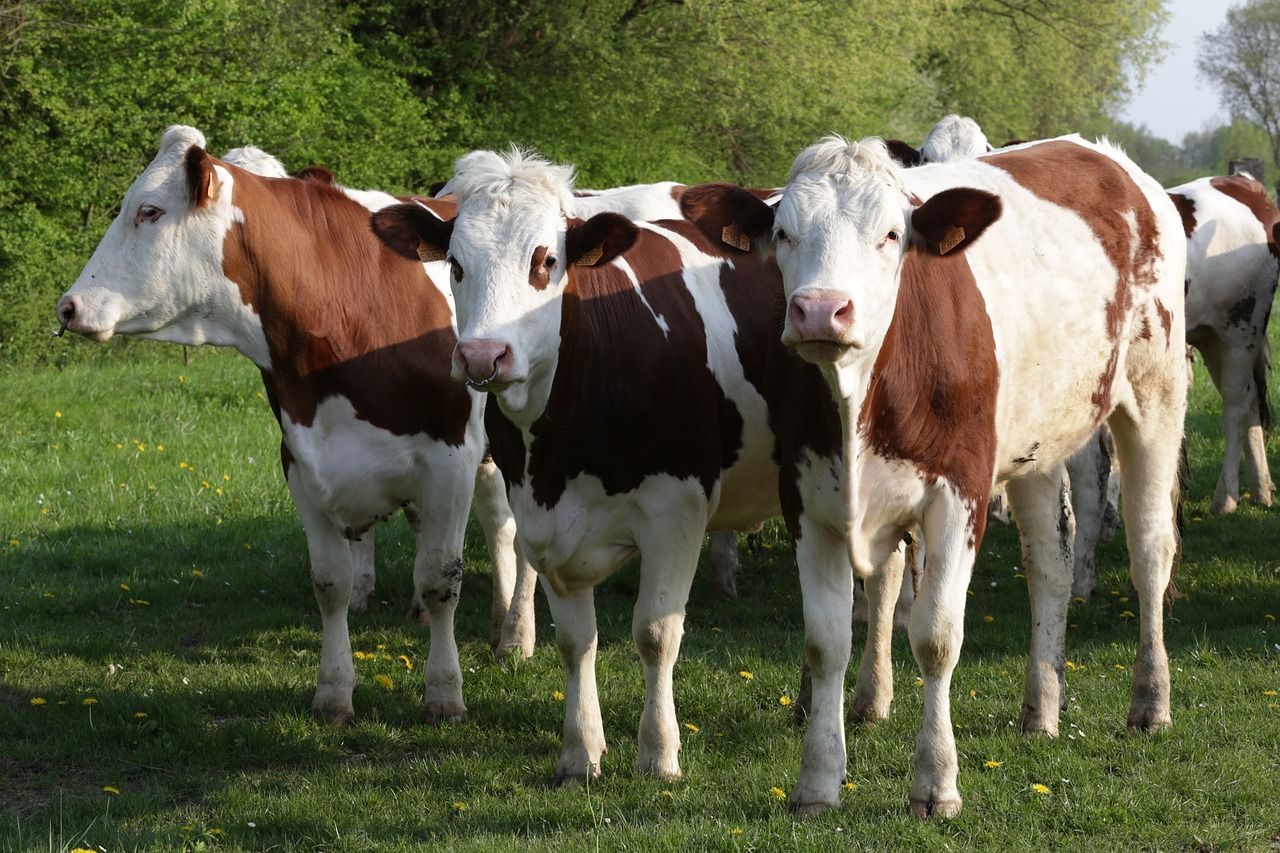 Hamarosan megjelenik a „Mezőgazdasági kisüzemek beruházási támogatása” című felhívás 