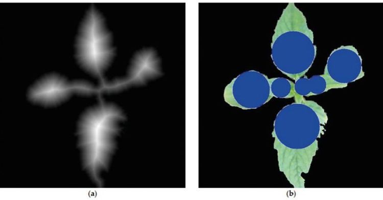 4. kép. Távolságtranszformált kép (a), növény levélzetének kiemelési területei (b)