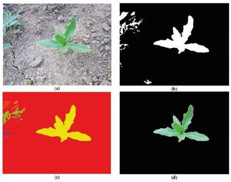 3. kép. Eredeti kép (a), zöld maszk (b), álszínezet összetartozó régiók (c), elemzésre kiemelt növény (d)