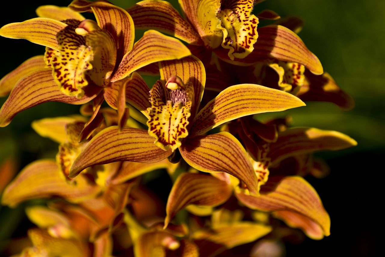 cymbidium