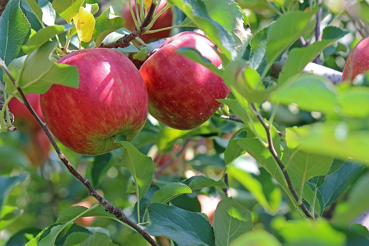 A Nemzeti Agrárgazdasági Kamara felhívta a figyelmet arra, hogy érdemes csak ellenőrzött, hivatalos faiskolából vásárolni gyümölcstermő növényeket