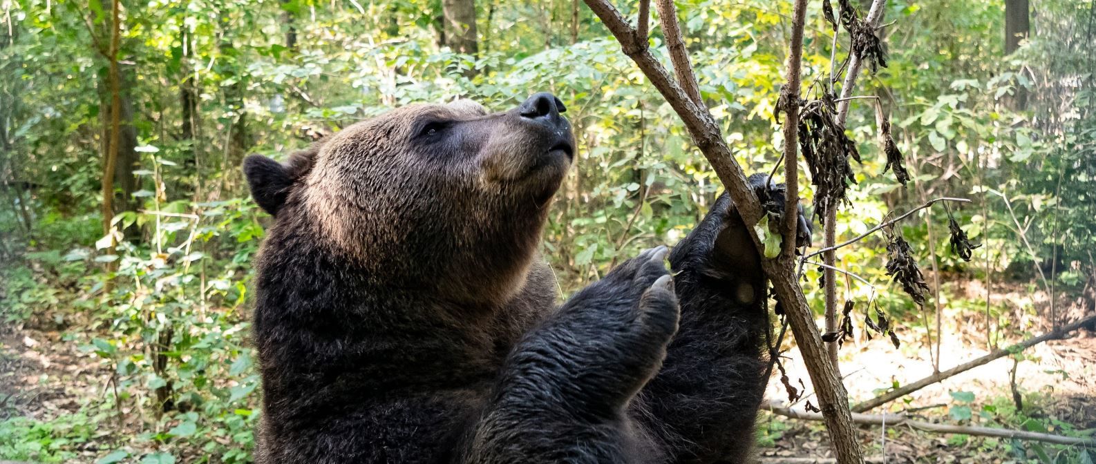 A Bükki Nemzeti Park Igazgatóság azt kéri, hogy medvével való találkozás esetén mihamarabb értesítsék őket ügyeleti telefonszámukon - Fotó: MTI/Balázs Attila