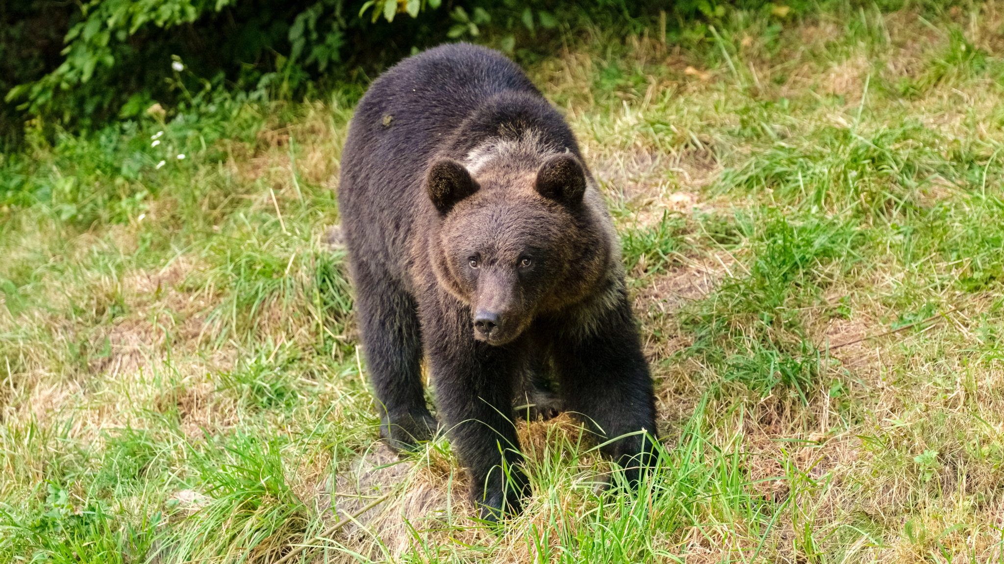 A magyarországi medvékkel kapcsolatos tudnivalókról, így a medveészlelésekről is beszélt Gombkötő Péter, a Bükki Nemzeti Park Igazgatóság zoológiai referense - a képen egy fiatal barna medve az erdélyi Kovászna megyében található Torja község közelében, 2021. augusztus 21-én (Fotó: MTI/Veres Nándor)