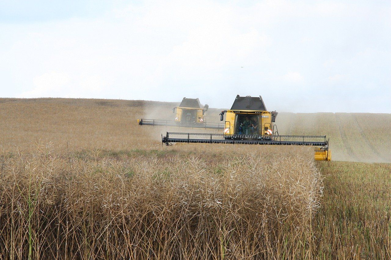 Repcebetakarítás_rapeseed mower