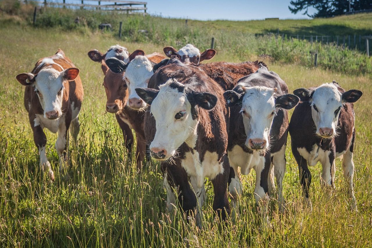 marhacsorda_cow herd