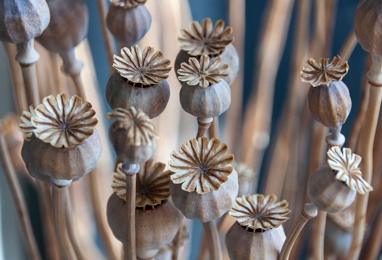 mák_mákgubók_poppy seed-pods