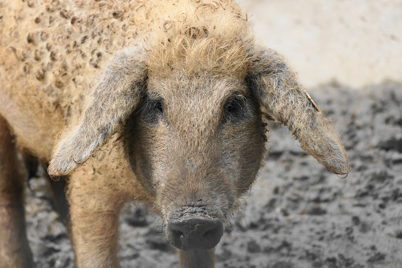 mangalica