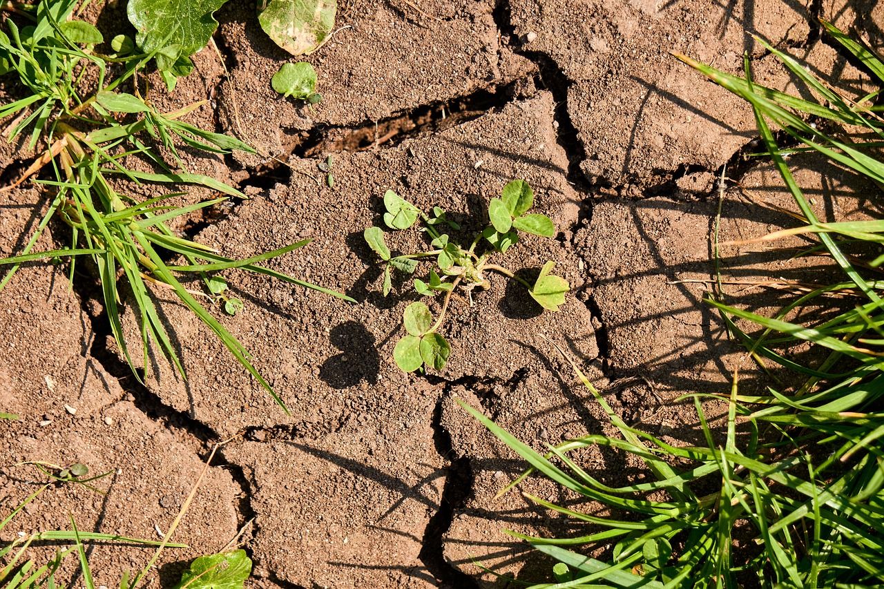 aszály_kiszáradt növény_drought-grass-weed-earth-dry