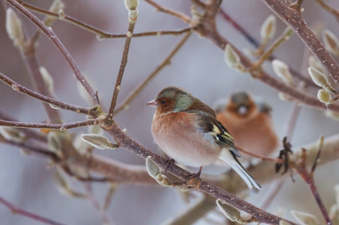 téli madáretetés_birdfeeding