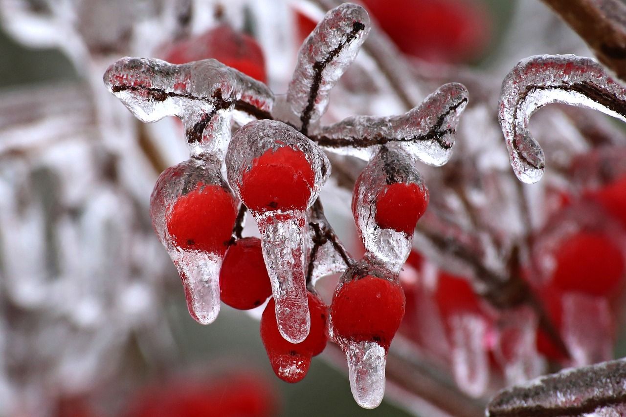 kert téliesítése_garden in winter