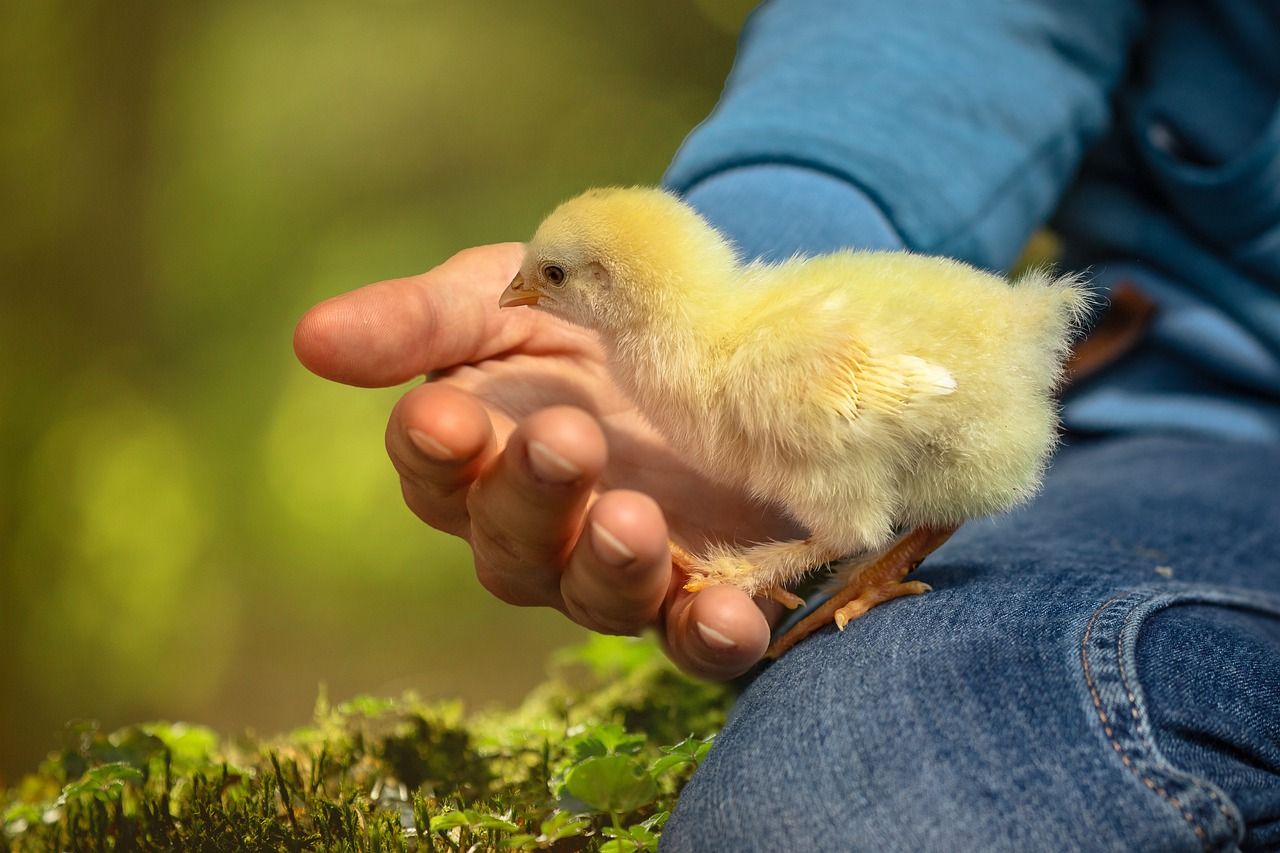 Zoonózissal, állatról emberre terjedt a H5N1 típusú madárinfluenza-vírus Kanadában, az érintett fiatal állapota annyira súlyos volt, hogy kórházba is került - képünk illusztráció