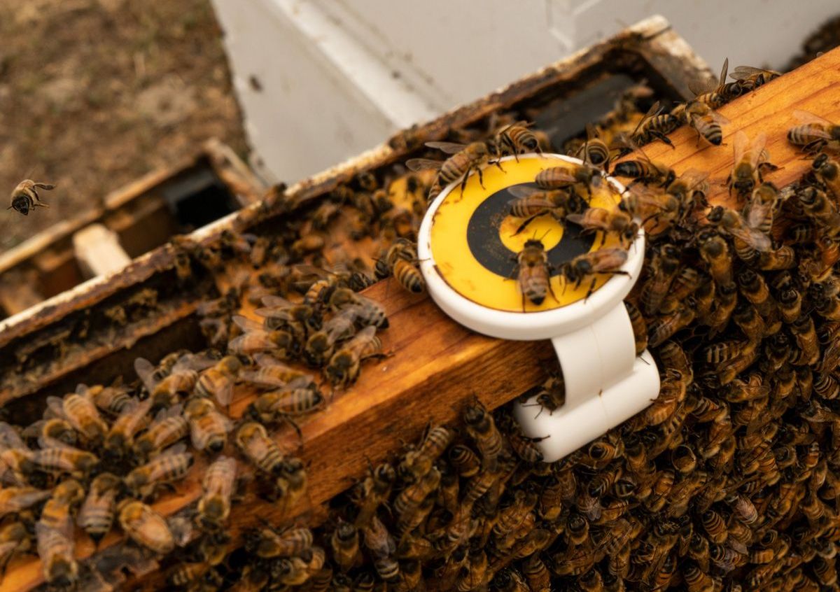 A BeeHero által fejlesztett Pollination Insight Platform abban segíti a gazdálkodókat, hogy hatékonyabb legyen a növények beporzása, és hogy azonosítani lehessen a méheket fenyegető problémákat - Fotó: FB