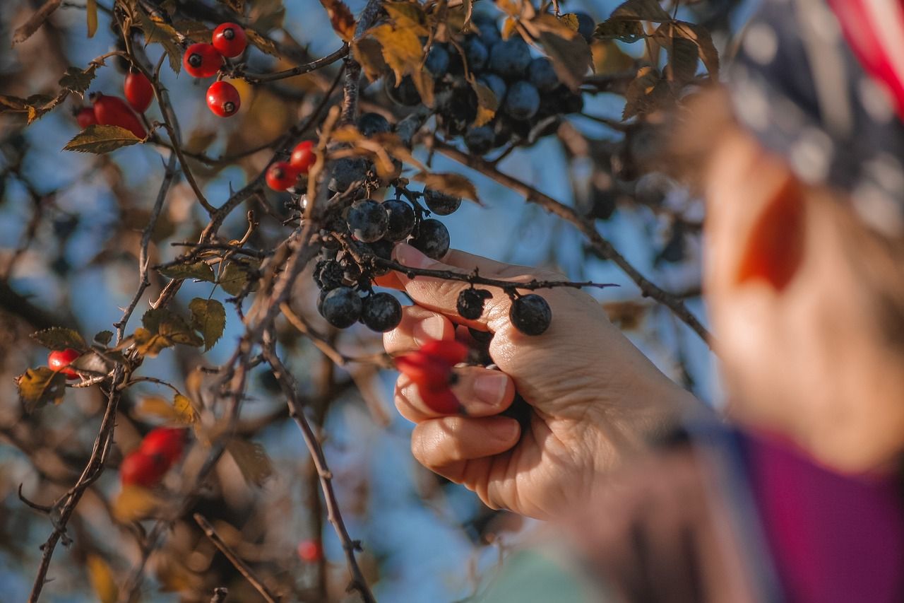 gyümölcsszedés_berries