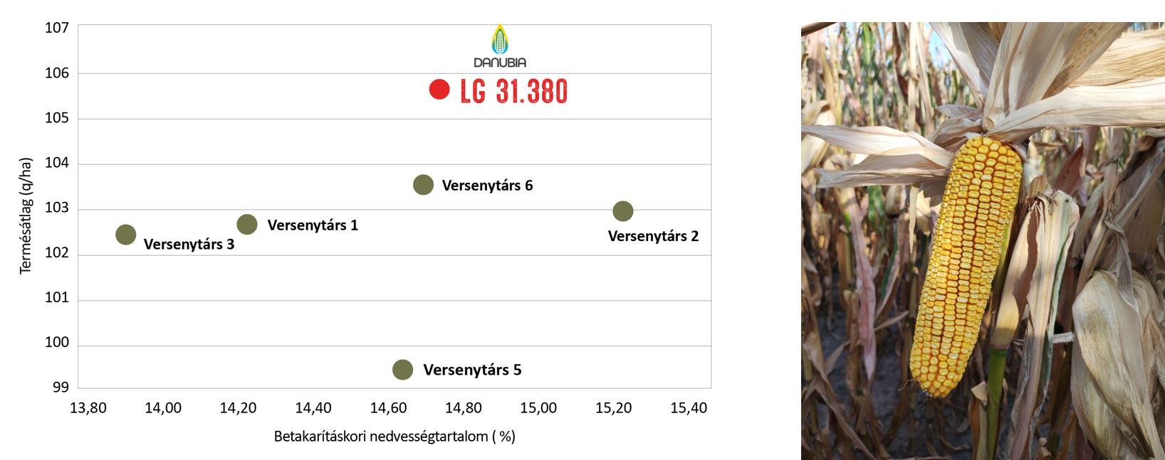 LG 31.380 Danubia hibrid terméseredményei a konkurenciához viszonyítva