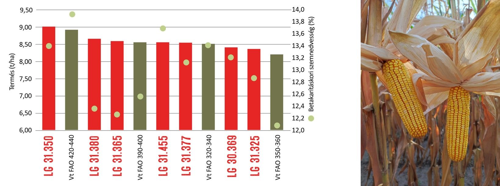 LG 31.350 mezoparcellás üzemi kísérlet