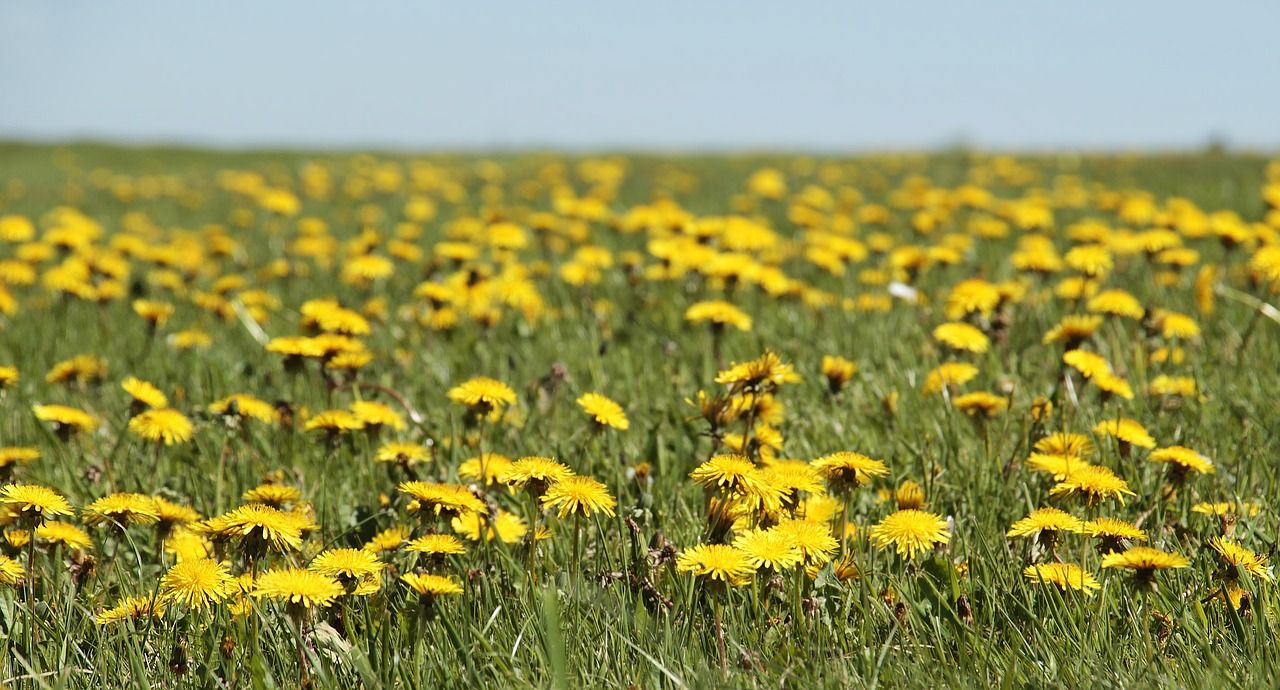 gyermekláncfű_pitypang_dandelion