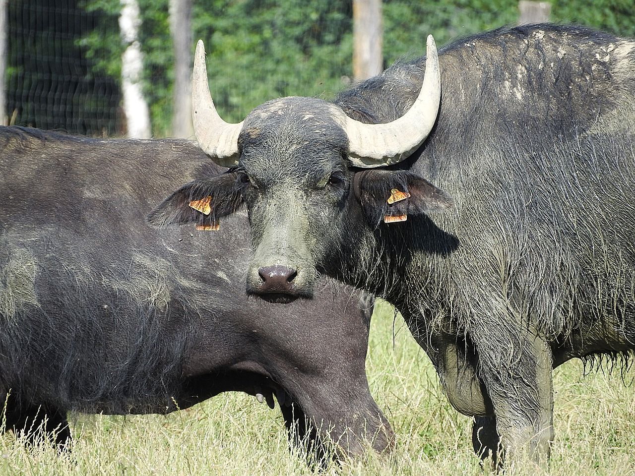 vízibivaly_water buffalo