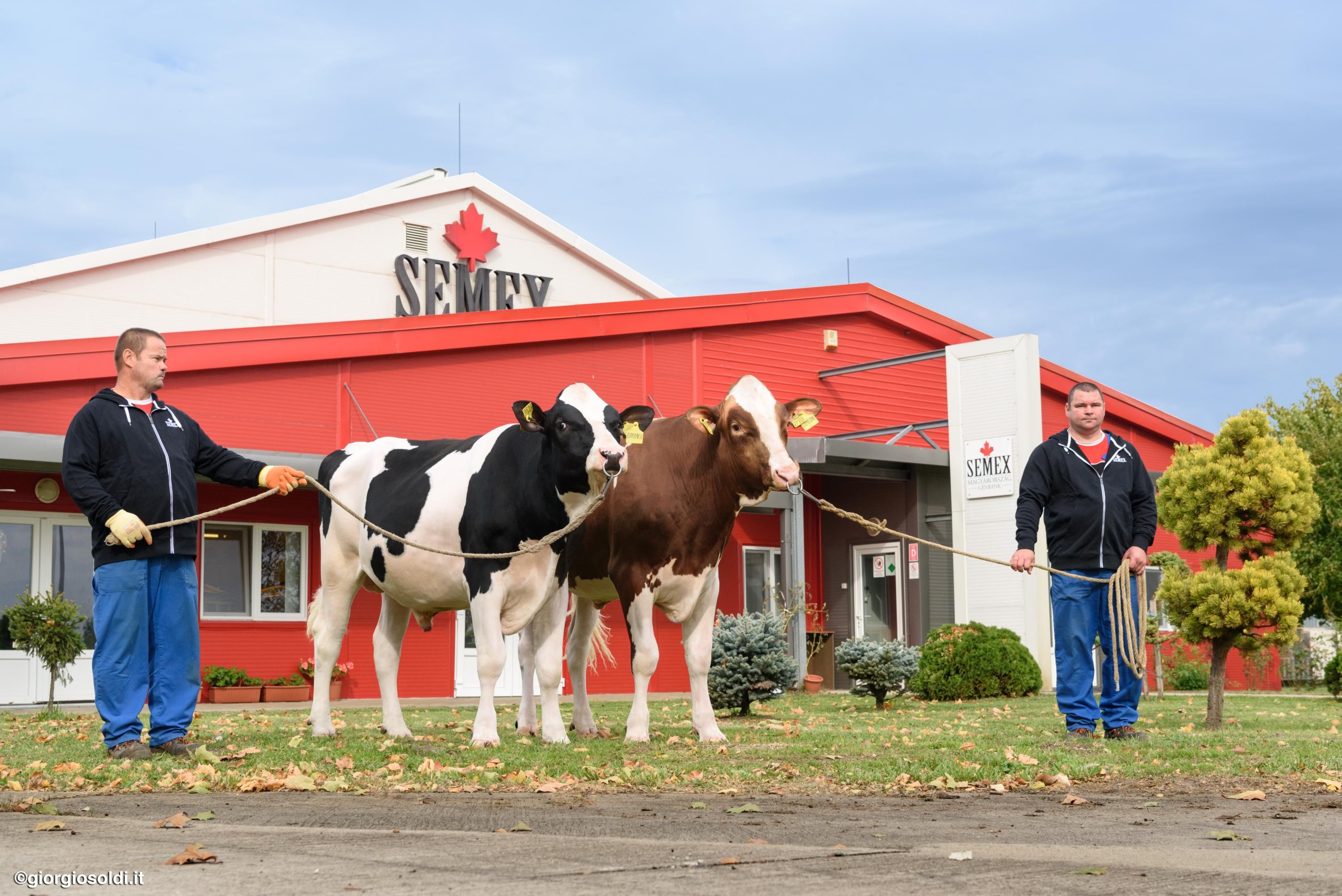 Semex központ 2 tehénnel