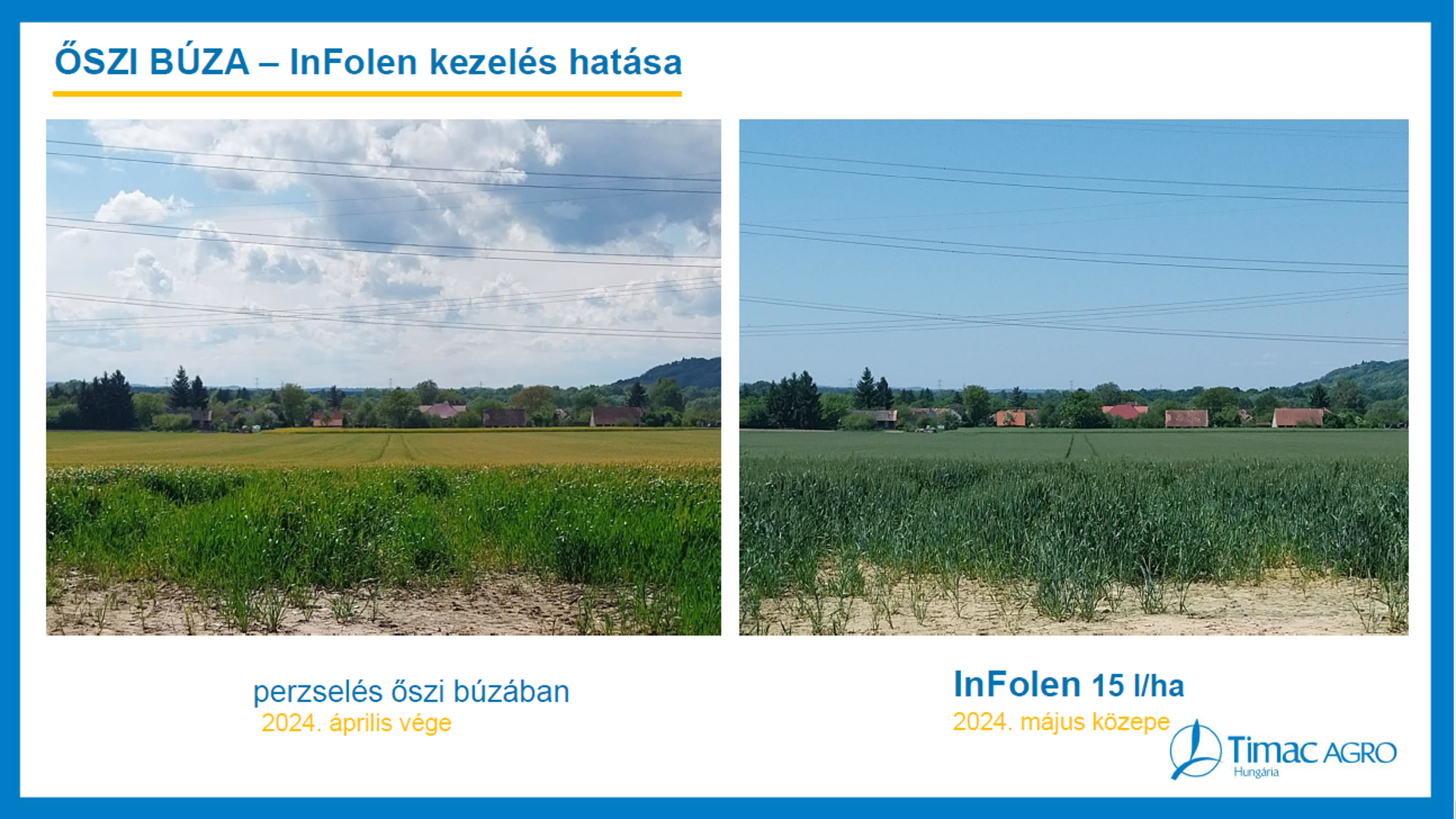 InFolen_őszi búza perzselés