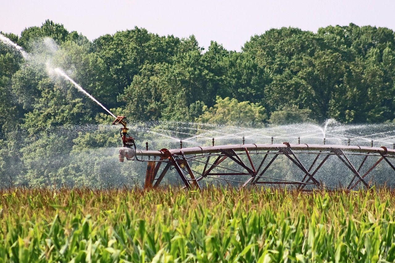 öntözés_irrigation