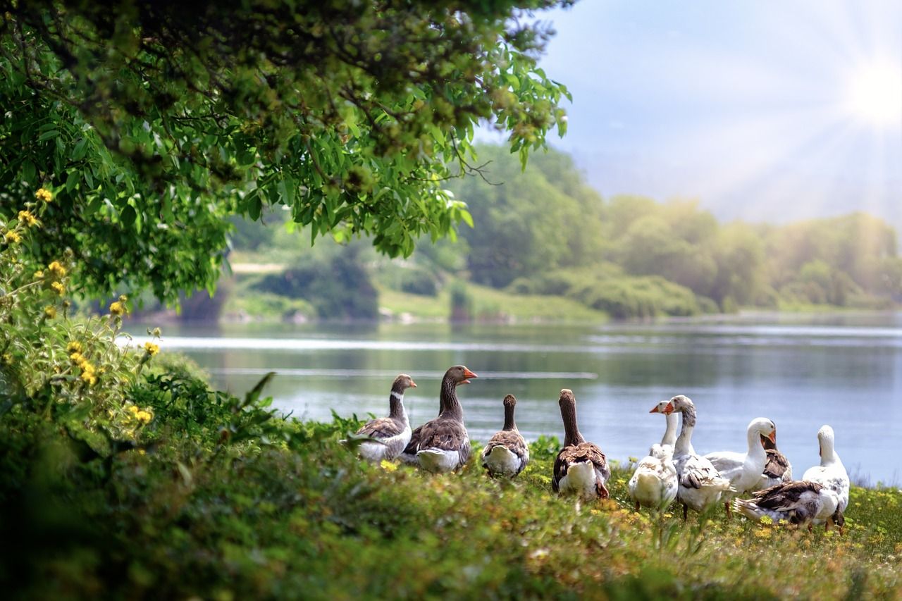 vadludak_wild-geese-