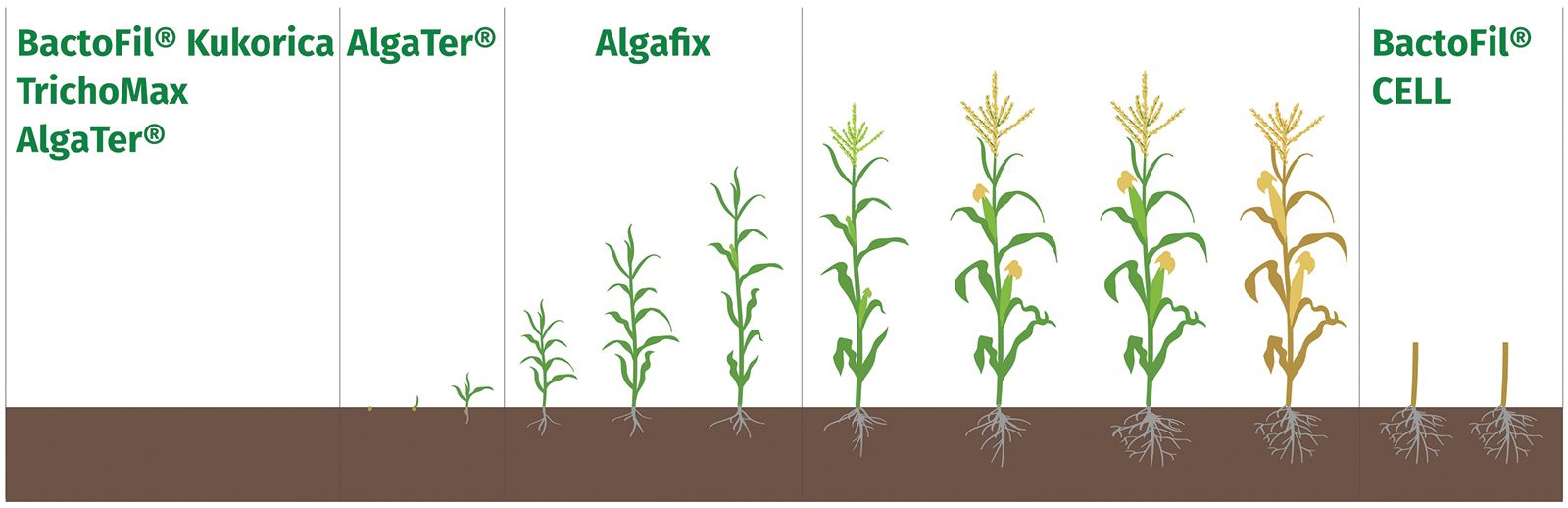 BactoFil® CELL, TrichoMax, BactoFil® Kukorica, Algafix és AlgaTer® készítmények alkalmazása kukoricában