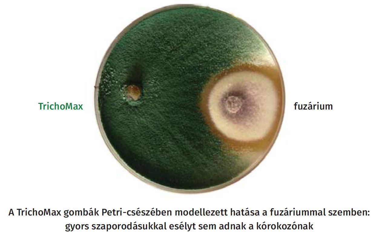 Trichomax hatása fuzárium ellen