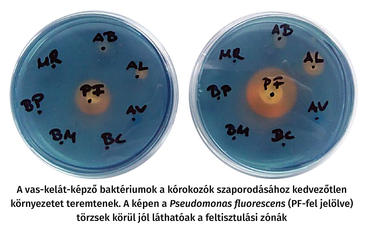 Pseudomonas fluorescens