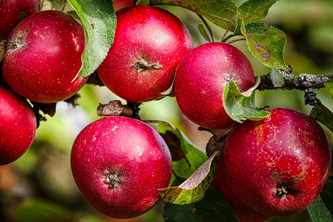 piros alma_red apples